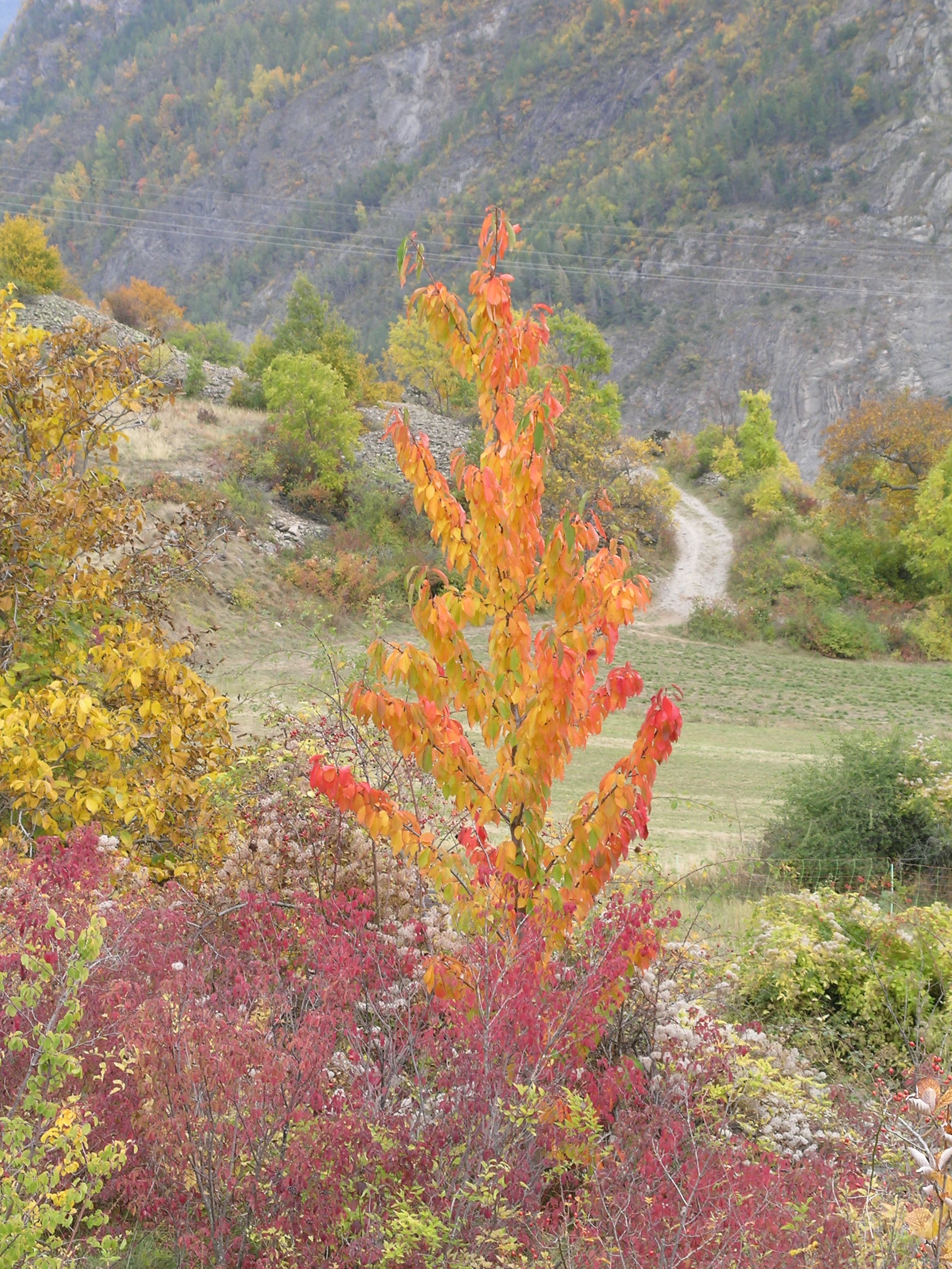 Couleurs d'automne