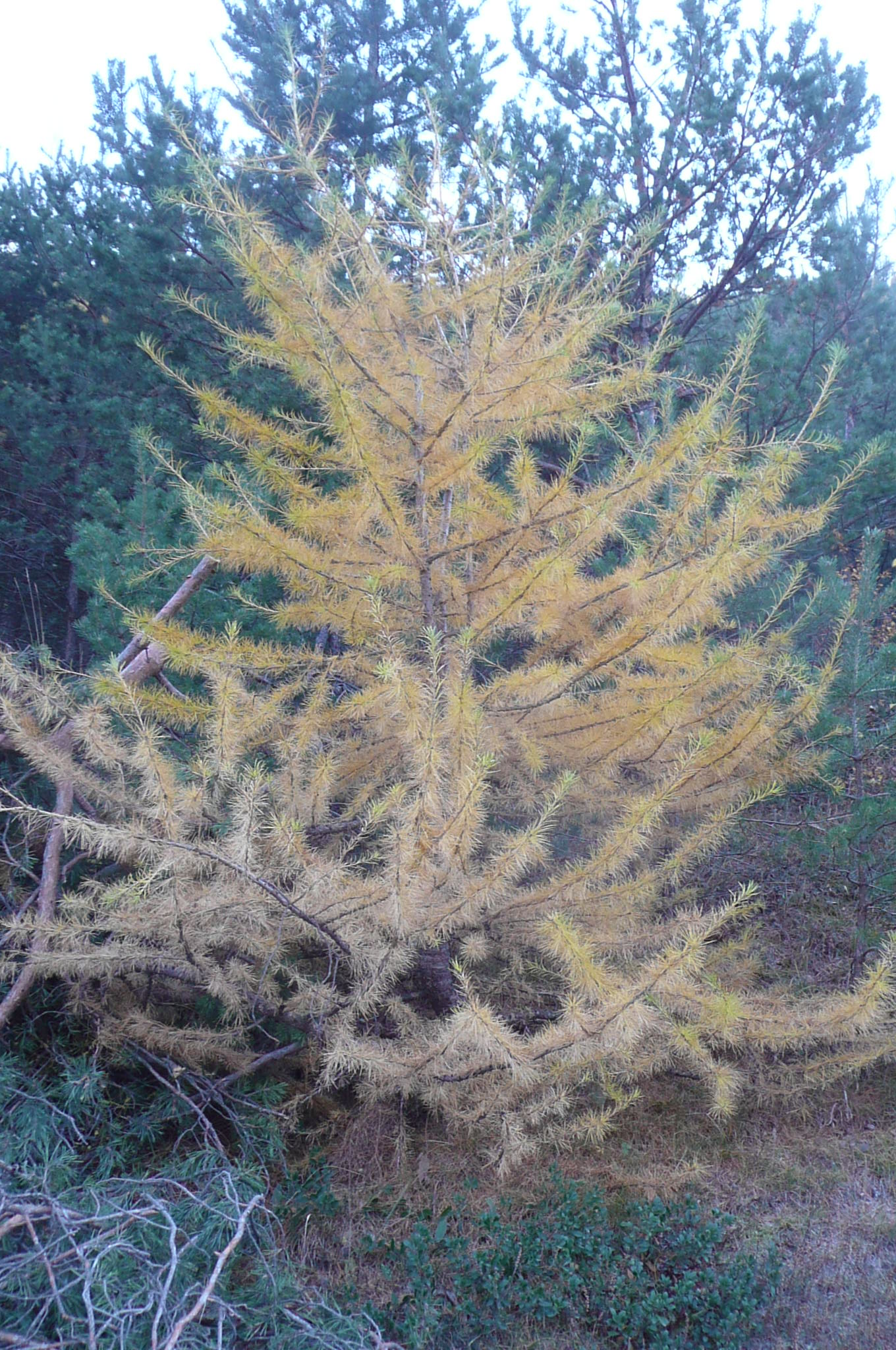 Mélèze en automne