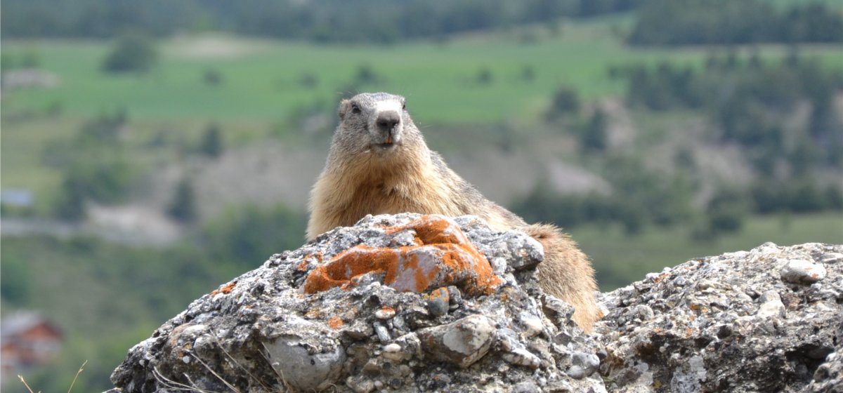Marmotte
