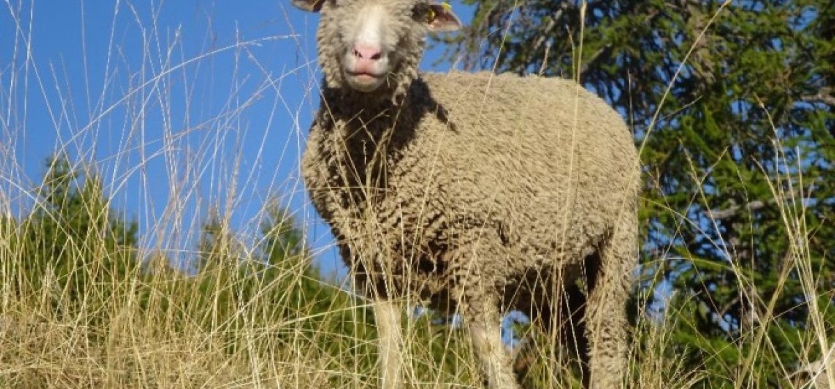 Démontagnage