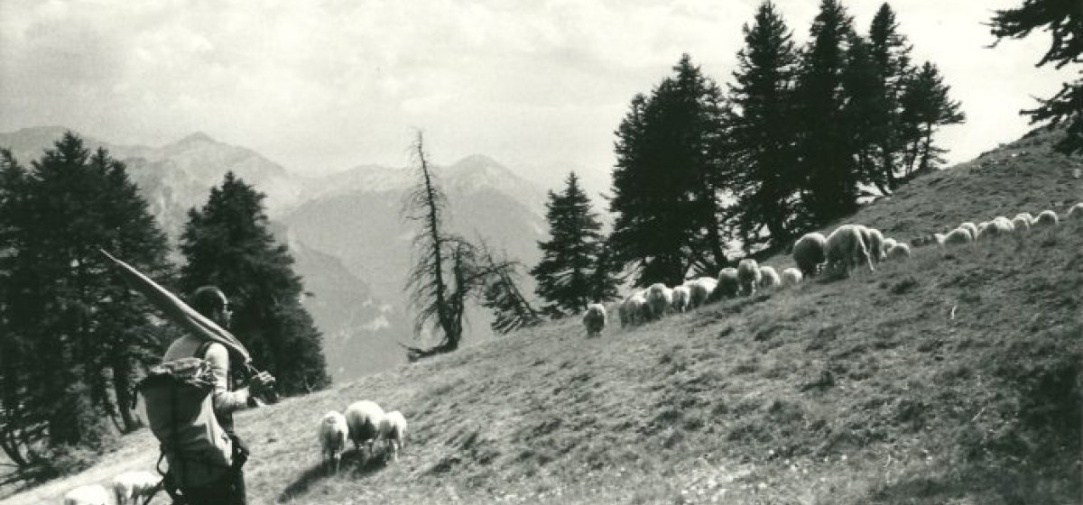 Bergers de l'Alp