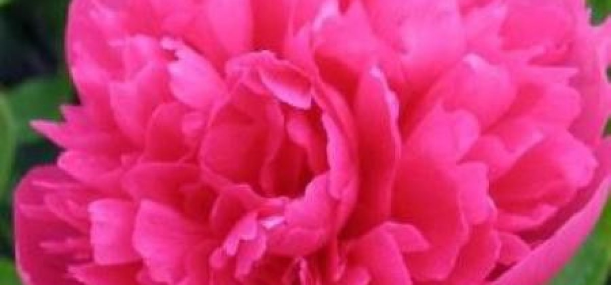 Pivoine