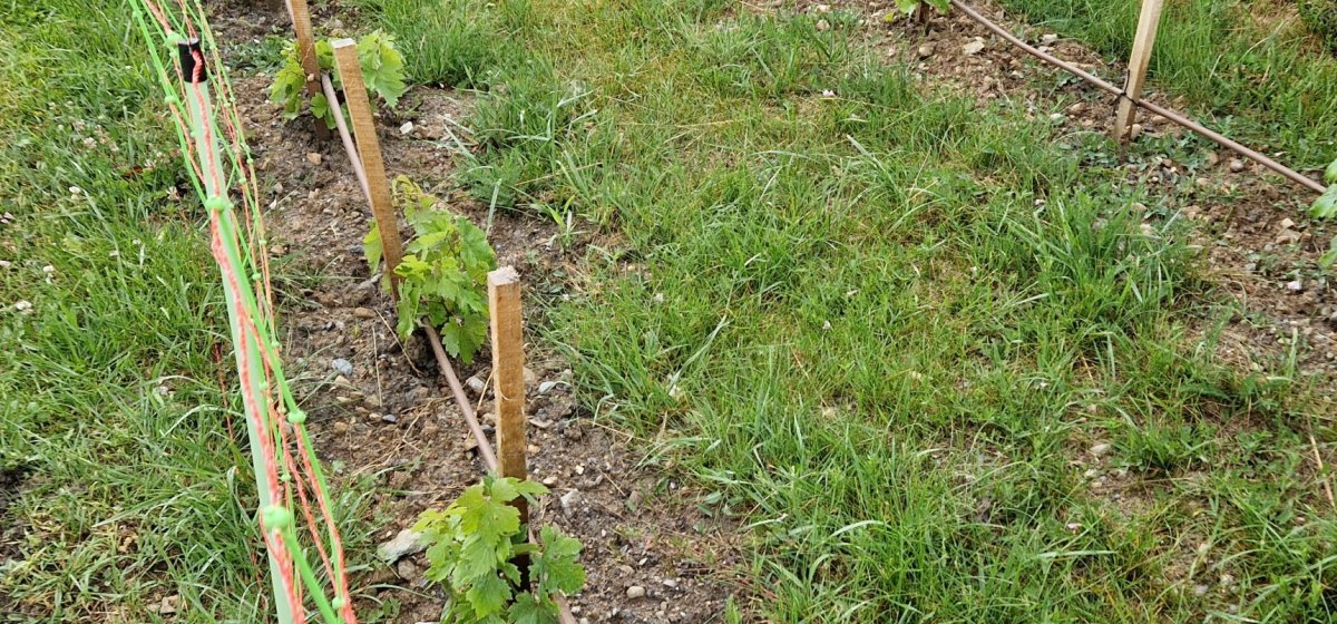 Plantation, entretien et croissance de la vigne à l’Assaoudi