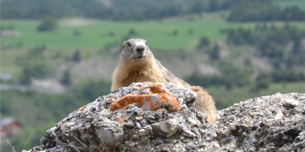 Marmotte