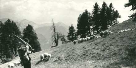 Bergers de l'Alp
