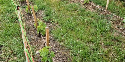 Plantation, entretien et croissance de la vigne à l’Assaoudi