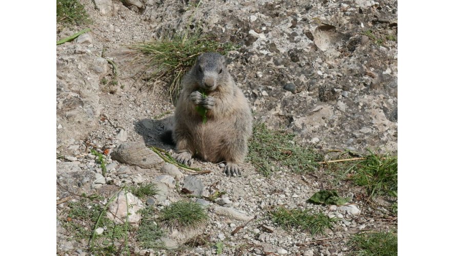 Une marmotte